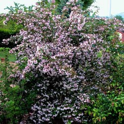 Buisson de beauté 'Pink Cloud' / Kolkwitzia amabilis Pink Cloud